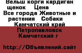 Вельш корги кардиган щенок  › Цена ­ 35 000 - Все города Животные и растения » Собаки   . Камчатский край,Петропавловск-Камчатский г.